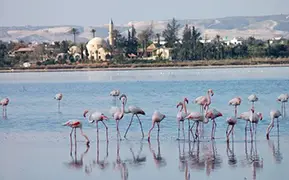 Larnaca