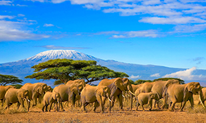 Bild von Kenya